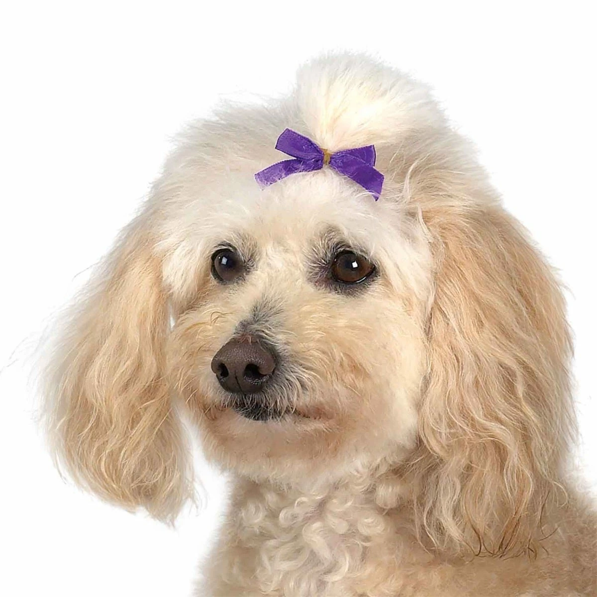 Aria Multi Color Bow Canister 3/8In 100Pc - Image 6