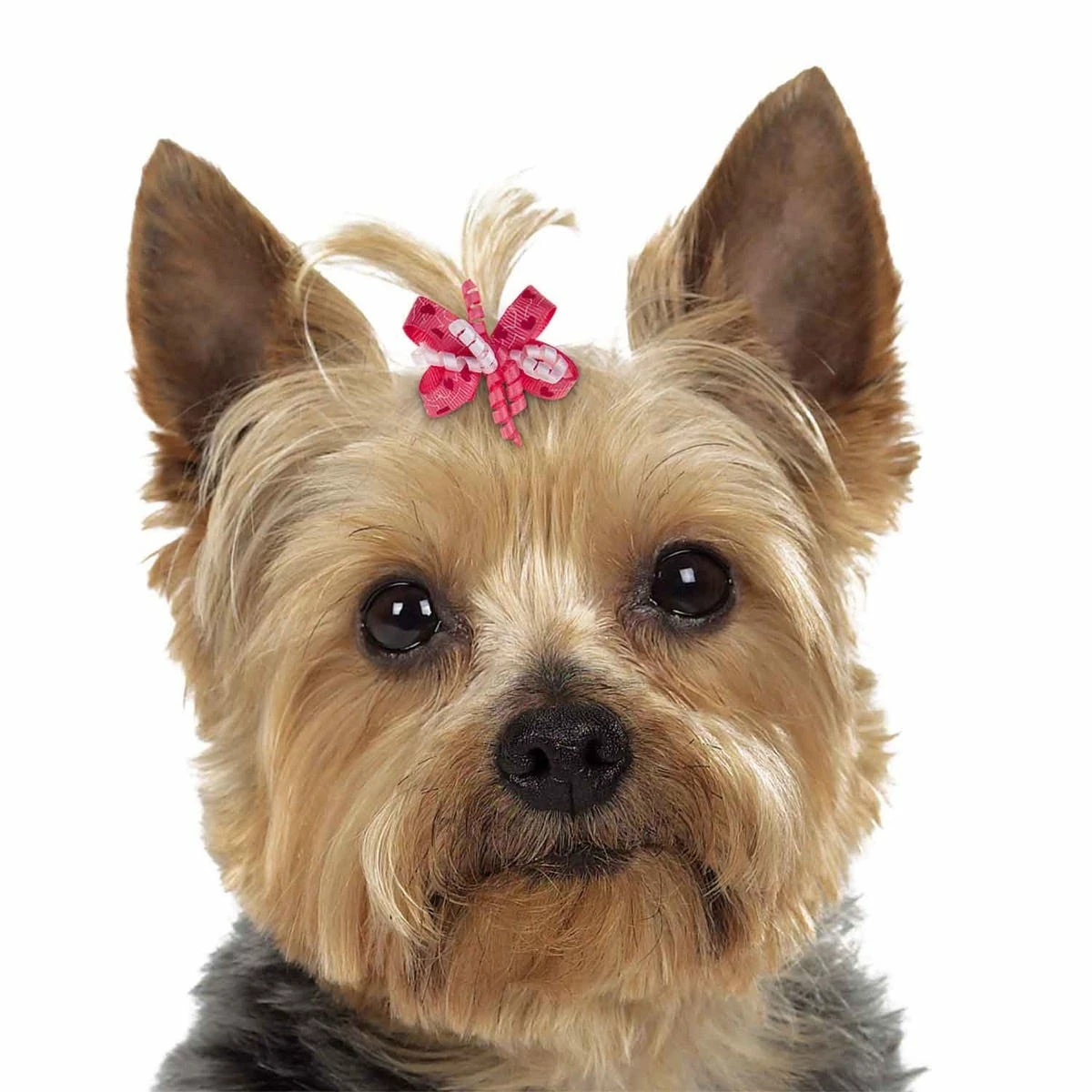 Aria Mia Dog Bow Canister 48Pc - Image 3