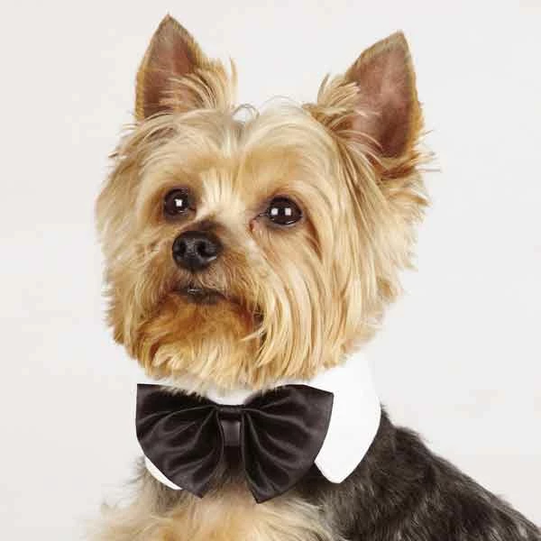 Aria Red And Black Bowtie Clip Strips 12-Piece - Image 2