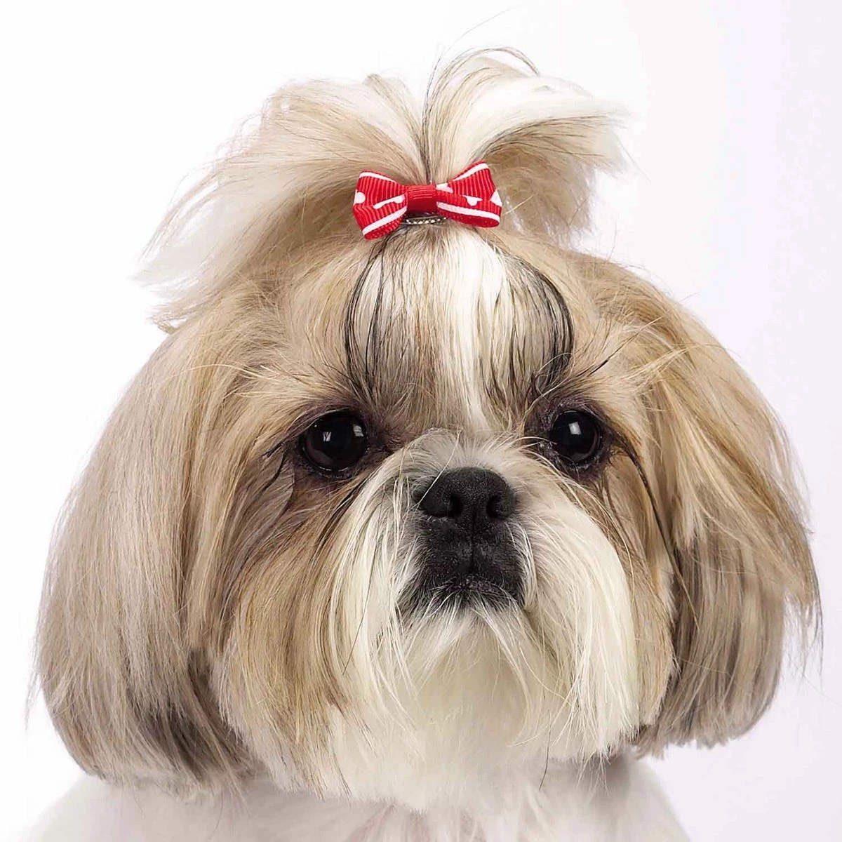 Aria Romeo Bows 48 Piece Canisters - Image 6